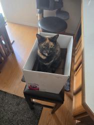 Reunited Female Cat last seen Holly way,desert dove dr,oleander,holly court, West Richland, WA 99353