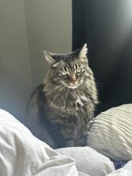 Reunited Female Cat last seen Near Welshimer Cresent, Langdon, AB T0J 1X2