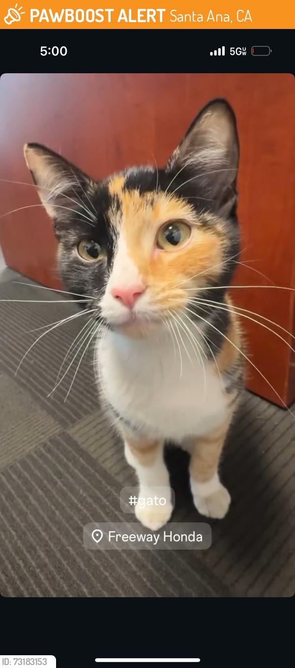 Found/Stray Female Cat last seen Freeway honda dealership, Santa Ana, CA 92705