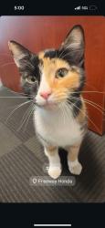Found/Stray Female Cat last seen Freeway honda dealership, Santa Ana, CA 92705