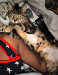 Lost Female Cat last seen Sunrise Blvd Lehigh Acres, Lehigh Acres, FL 33936