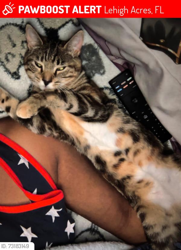 Lost Female Cat last seen Sunrise Blvd Lehigh Acres, Lehigh Acres, FL 33936
