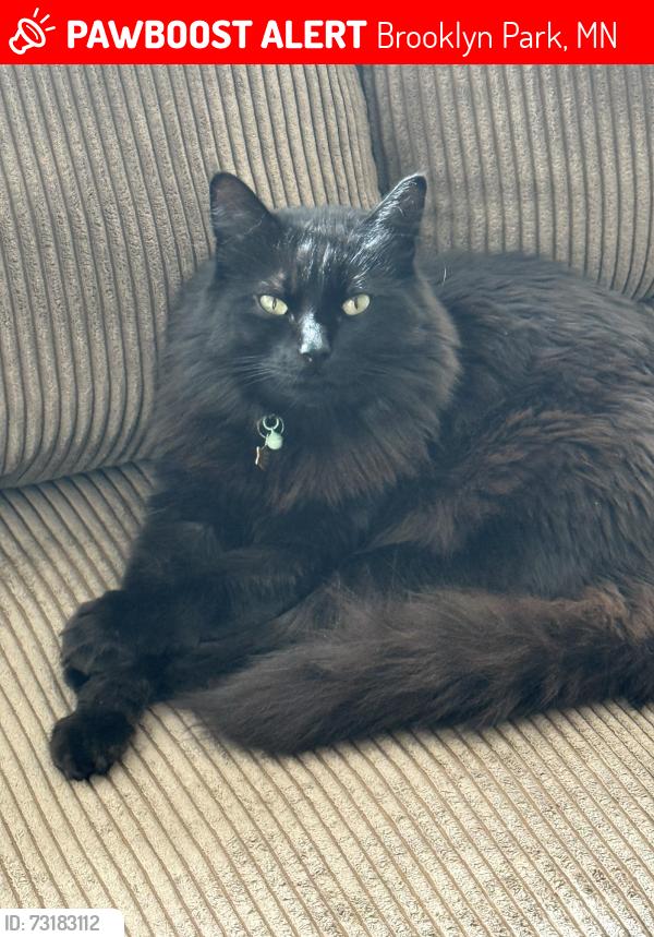 Lost Male Cat last seen Brunswick Ave N, Brooklyn Park, MN 55428
