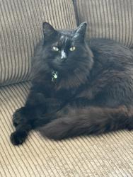 Lost Male Cat last seen Brunswick Ave N, Brooklyn Park, MN 55428