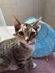 Reunited Female Cat last seen Jarvis, San Jose, CA 95118