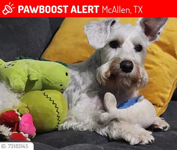 Lost Male Dog last seen Near y Nolana, McAllen, TX 78501