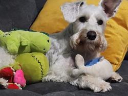 Lost Male Dog last seen Near y Nolana, McAllen, TX 78501