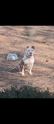 Reunited Male Dog last seen Fairground,red hill church road,Erwin/dunn, Dunn, NC 28339