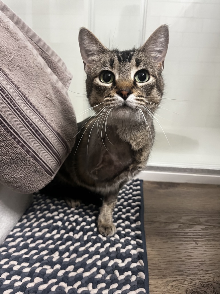 Shelter Stray Female Cat last seen Near S 8650 W, Magna Township, UT, 84044, 511 W 3900 S, Salt Lake City, UT 84123, USA