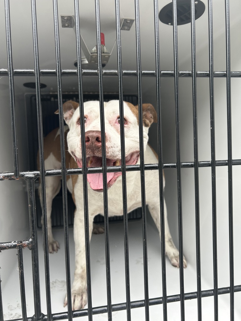 Shelter Stray Male Dog last seen Near Garcia Drive, VIRGINIA BEACH, VA, 23454, 341 S Birdneck Rd, Virginia Beach, VA 23451, USA