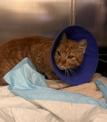 Shelter Stray Male Cat last seen Near Washington Avenue, BRONX, NY, 10456, 326 E 110th St, New York, NY 10029, USA