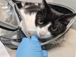 Shelter Stray Female Cat last seen Near Grand Concourse, BRONX, NY, 10451, 326 E 110th St, New York, NY 10029, USA