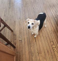 Reunited Female Dog last seen Owls Roost Rd, Greensboro, NC 27410