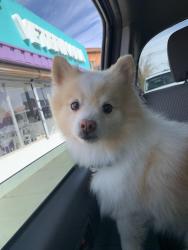 Reunited Male Dog last seen Fawn Dr, Homestead Meadows South, TX 79938, USA, Homestead Meadows South, TX 79938