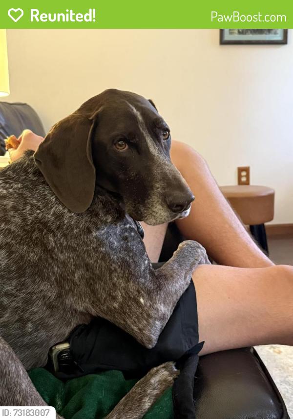 Reunited Male Dog last seen Penn woods drive, Irwin, PA 15642