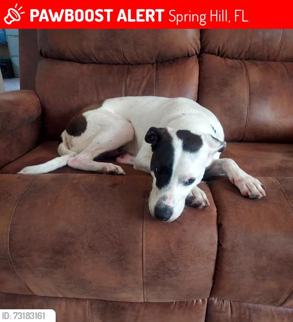 Lost Male Dog last seen Near peace blvd, Spring Hill, FL 34610