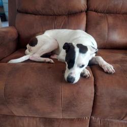 Lost Male Dog last seen Near peace blvd, Spring Hill, FL 34610