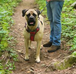 Reunited Female Dog last seen Owls Roost Rs, Greensboro, NC 27410