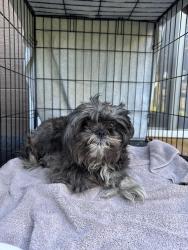 Found/Stray Male Dog last seen 9th and tieton, Yakima, WA 98902