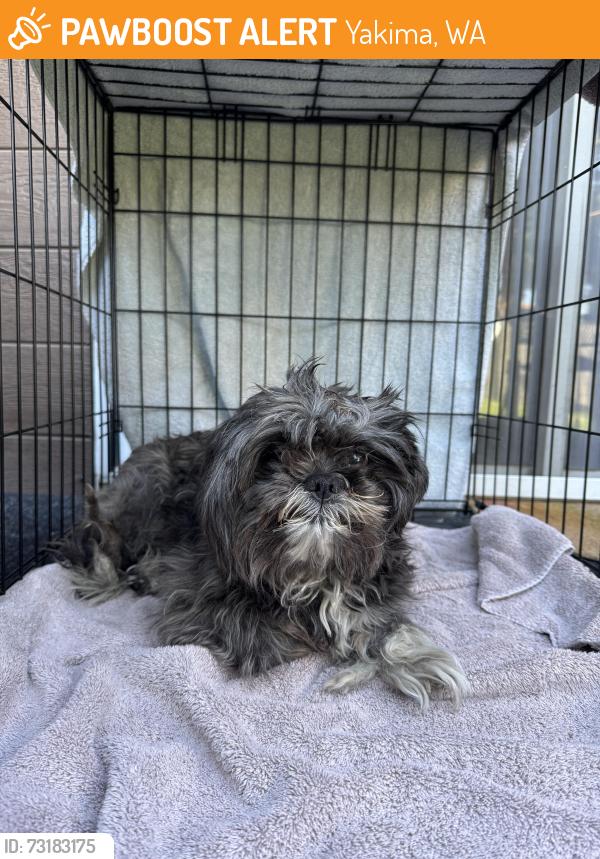 Found/Stray Male Dog last seen 9th and tieton, Yakima, WA 98902