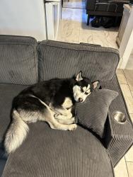 Lost Male Dog last seen My Vernon, mill, San Bernardino, CA 92410