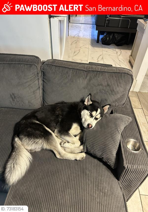 Lost Male Dog last seen My Vernon, mill, San Bernardino, CA 92410