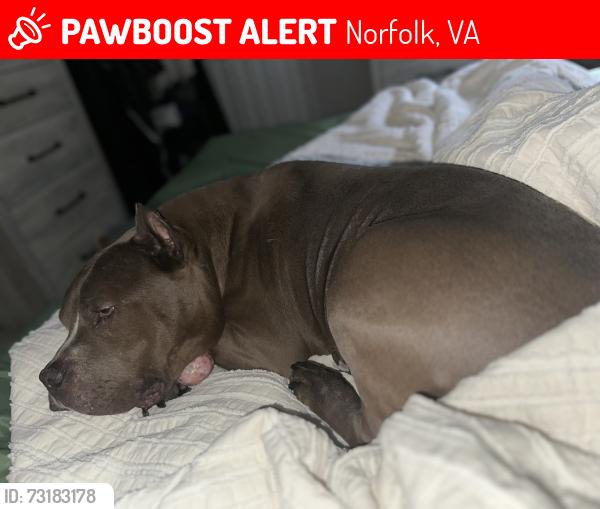 Lost Male Dog last seen W Leicester Ave, Norfolk, VA 23503