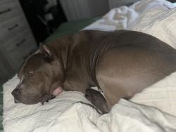 Lost Male Dog last seen W Leicester Ave, Norfolk, VA 23503