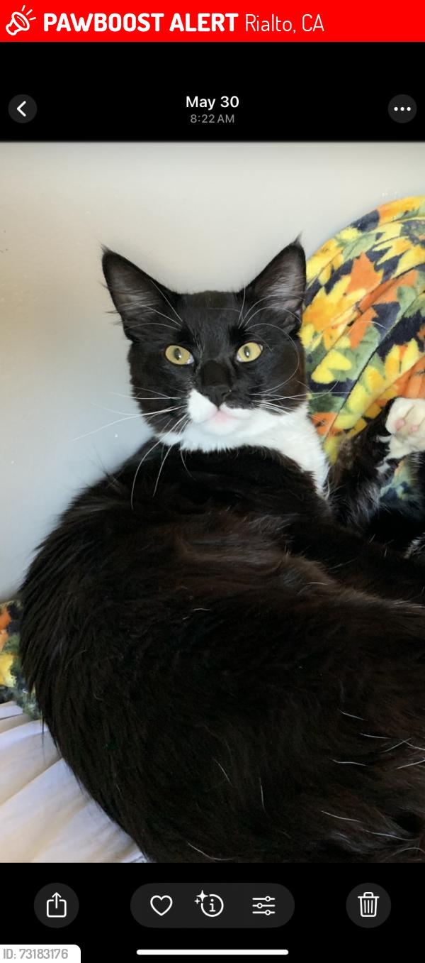 Lost Male Cat last seen Randall ave and ceder ave, Rialto, CA 92316