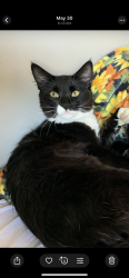 Lost Male Cat last seen Randall ave and ceder ave, Rialto, CA 92316