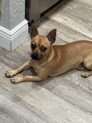 Lost Male Dog last seen Near Westview Ave West Palm Beach, West Palm Beach, FL 33407