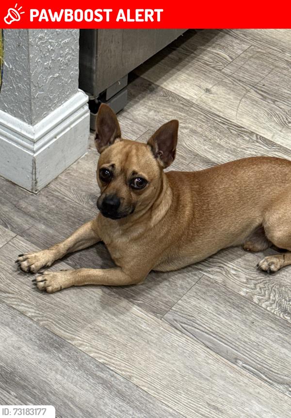 Lost Male Dog last seen Near Westview Ave West Palm Beach, West Palm Beach, FL 33407