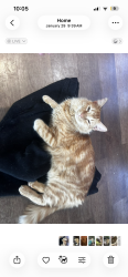 Lost Male Cat last seen 42nd and redbud, Sand Springs, OK 74063