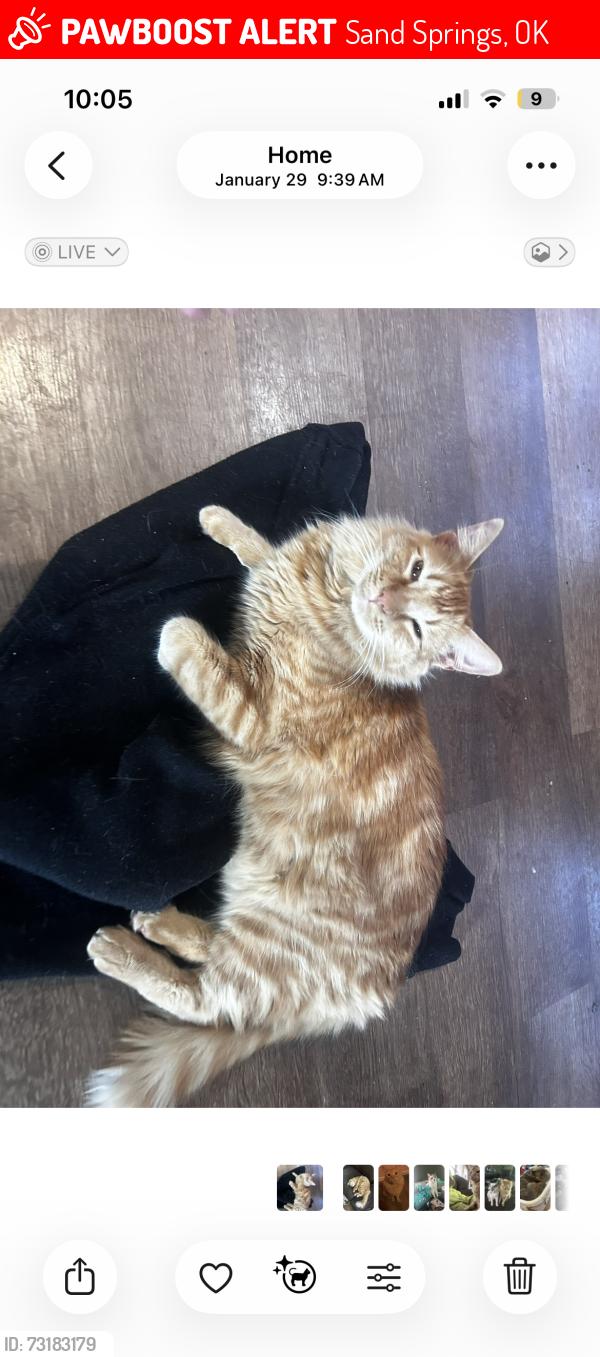 Lost Male Cat last seen 42nd and redbud, Sand Springs, OK 74063