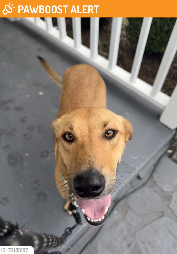 Found/Stray Female Dog last seen Near Hunter Glen neighborhood, Hamilton County, TN 37363