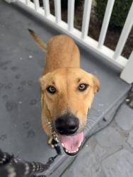 Found/Stray Female Dog last seen Near Hunter Glen neighborhood, Hamilton County, TN 37363