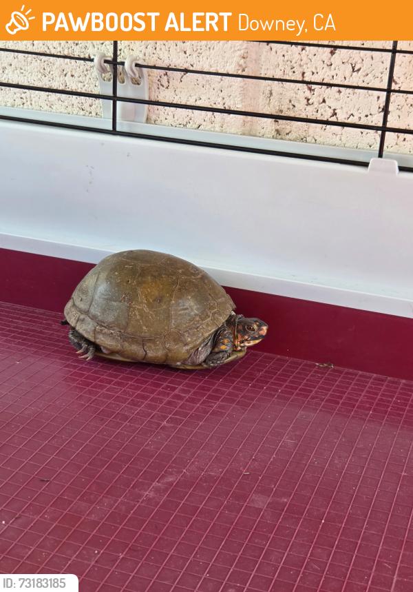 Found/Stray Unknown Reptile last seen Cleta & Brookshire, Downey, CA 90241