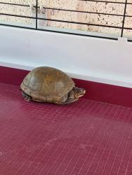 Found/Stray Unknown Reptile last seen Cleta & Brookshire, Downey, CA 90241