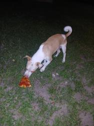 Found/Stray Male Dog last seen Northline dr, Houston, TX 77093