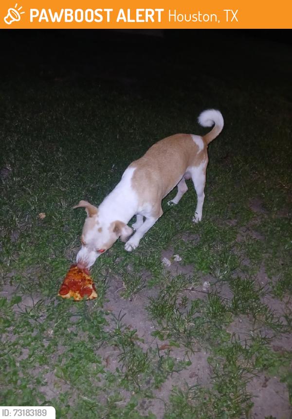 Found/Stray Male Dog last seen Northline dr, Houston, TX 77093