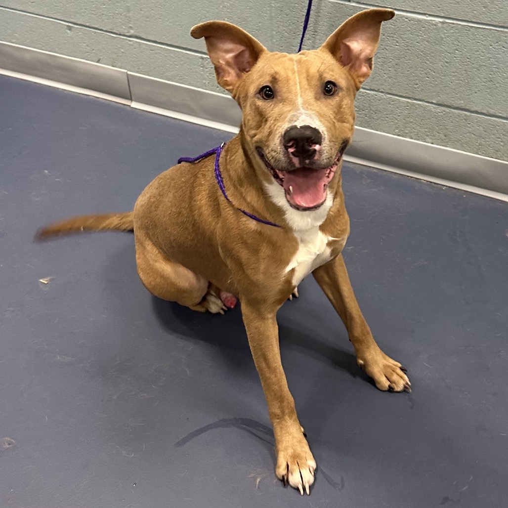 Shelter Stray Male Dog last seen , 980 Guilford College Rd, Greensboro, NC 27409, USA