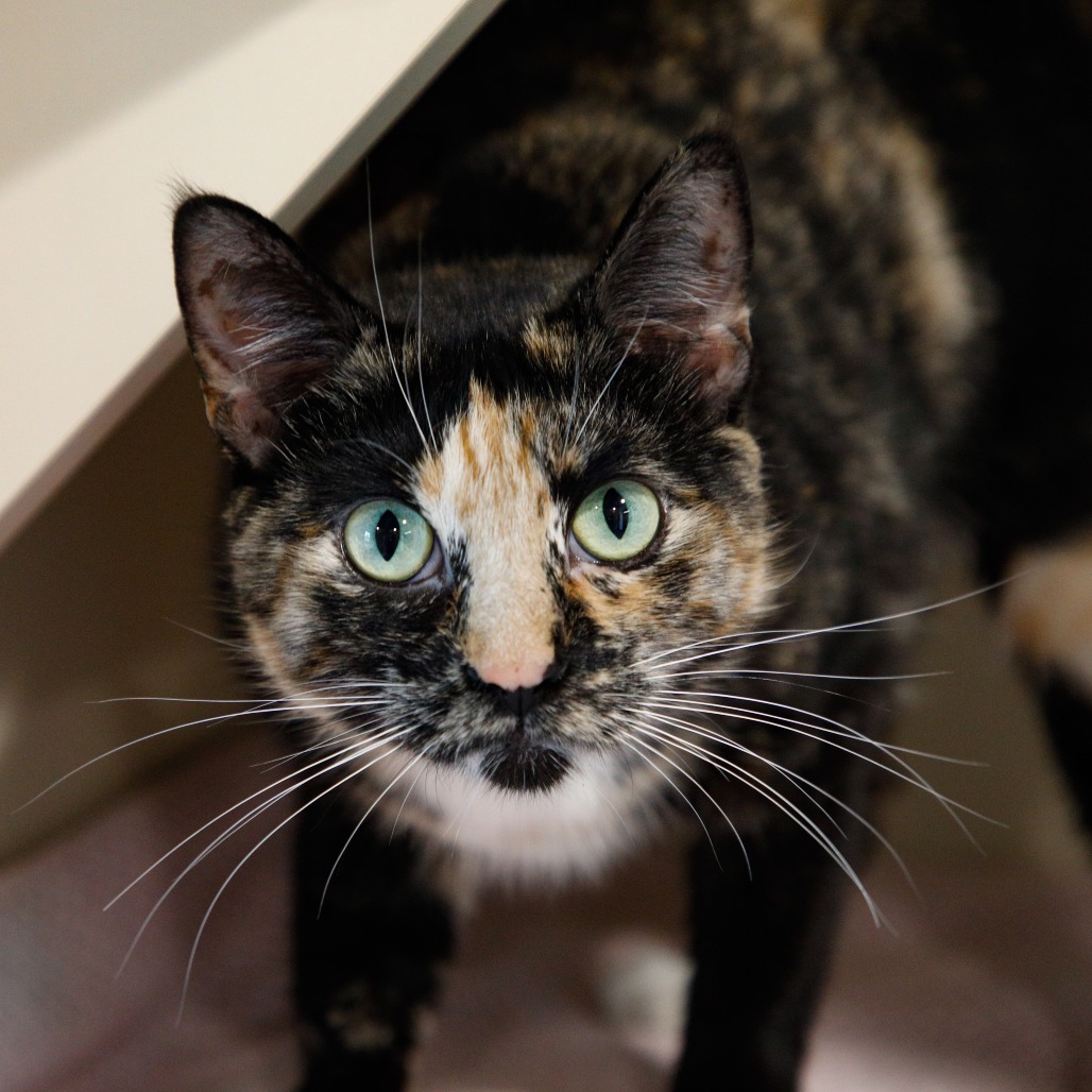 Shelter Stray Female Cat last seen , 3607 N Armenia Ave, Tampa, FL 33607, USA