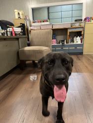 Found/Stray Male Dog last seen Amvets 500, Statesville, NC 28677