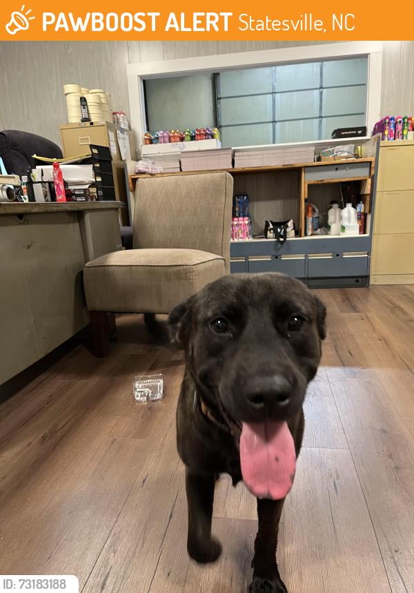 Found/Stray Male Dog last seen Amvets 500, Statesville, NC 28677