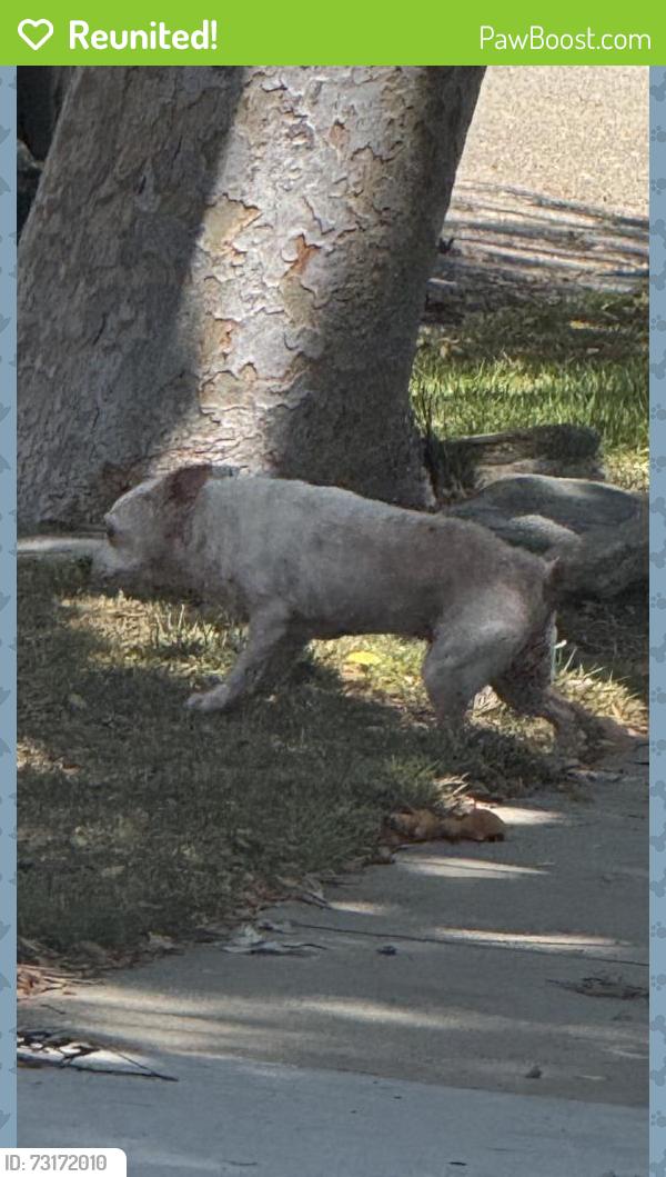Reunited Unknown Dog last seen 142nd and Judah in Hawthorne, Hawthorne, CA 90250