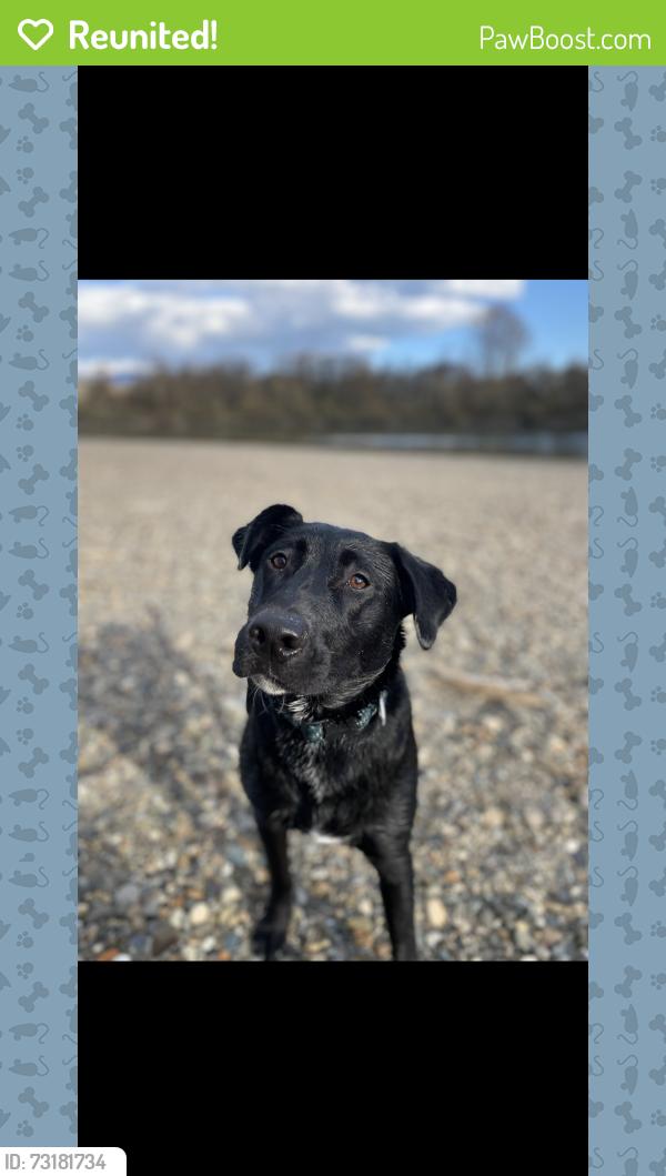 Reunited Male Dog last seen First st and laventure, Mount Vernon, WA 98273