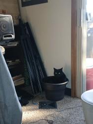 Lost Female Cat last seen S. 120th and Des Moines Memorial Dr S, Seattle, WA 98168