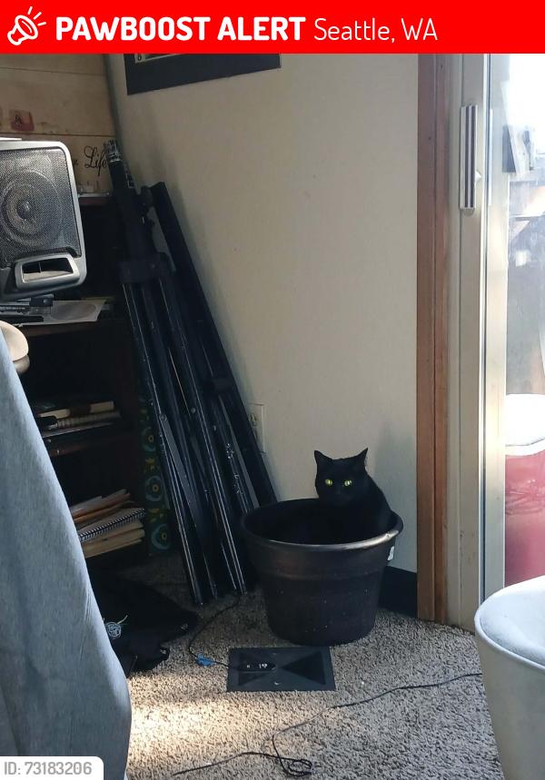 Lost Female Cat last seen S. 120th and Des Moines Memorial Dr S, Seattle, WA 98168