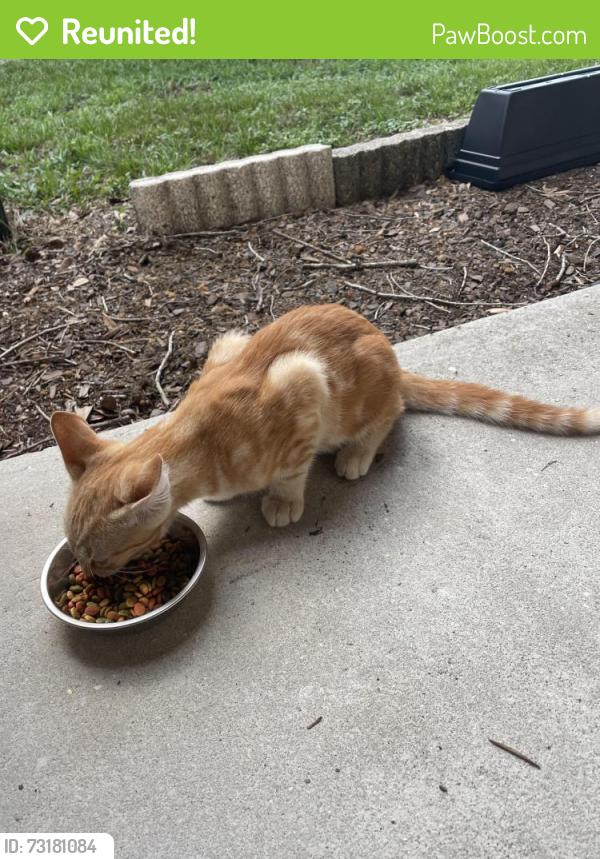 Reunited Male Cat last seen Cimarron Ct Lakeland Fl, Lakeland, FL 33813