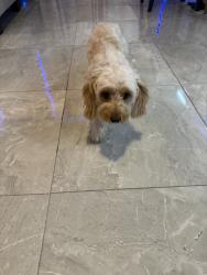 Reunited Female Dog last seen St Jude Ave, El Paso, TX 79936, USA, El Paso, TX 79936
